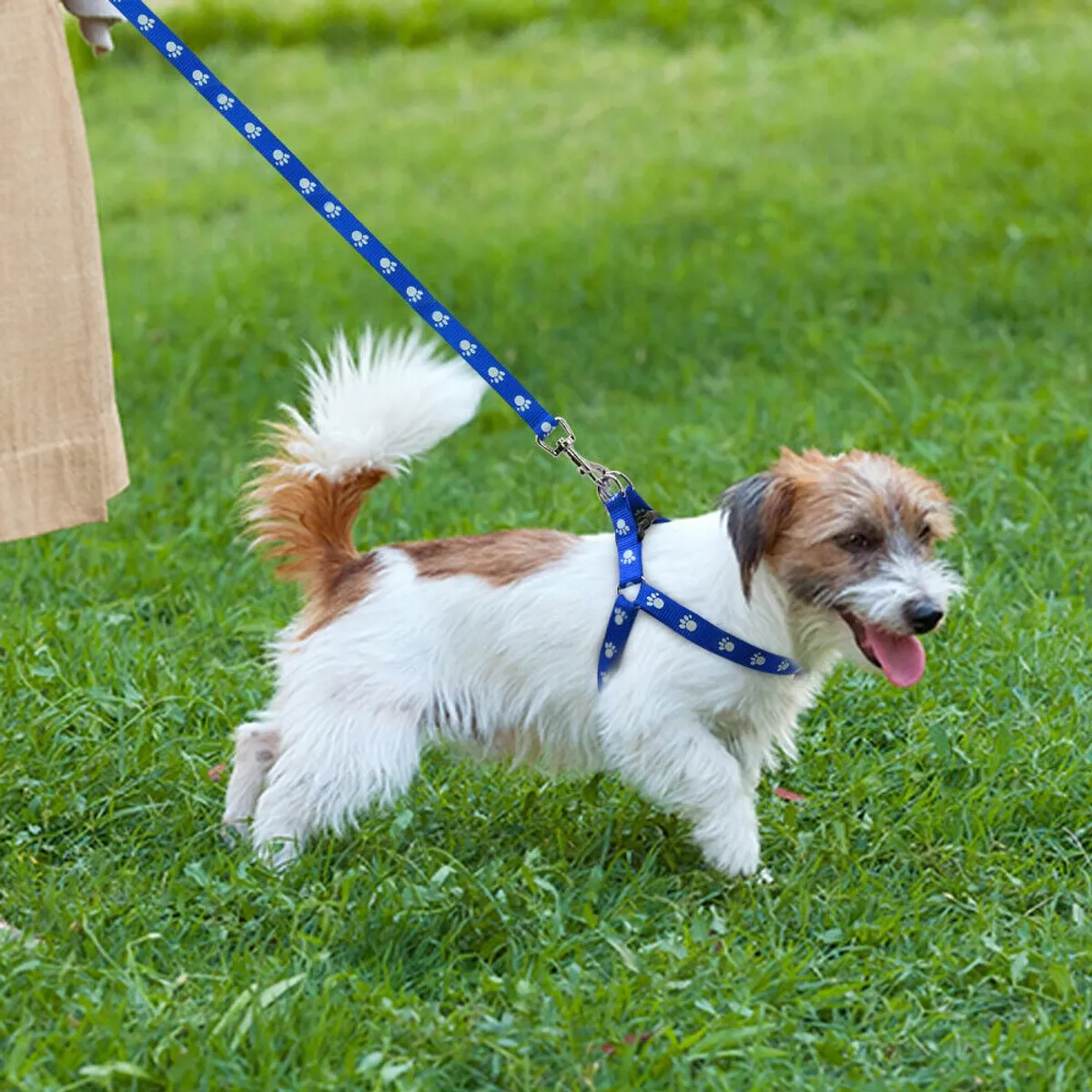 A joyful scene of a dog on a leash standing on green grass, set under a bright sky. The pet-friendly yard is both spacious and secure, inviting play and safe exploration for four-legged family members.